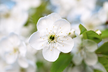 Cherry spring flowers