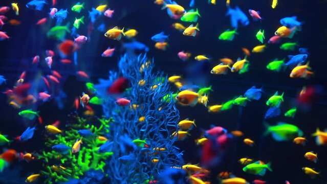 Macro shot of little exotic colorful fish swimming underwater among natural coral reef. Small freshwater aquarium with green plants. dark theme. selective soft focus. High quality FullHD footage