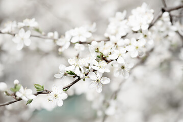 Plum spring flowers