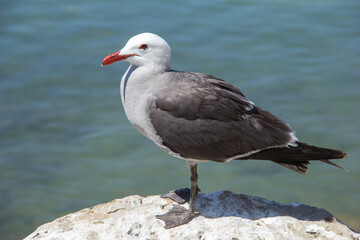 Gaviota tomando el sol 
