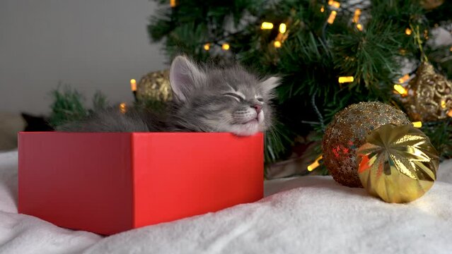 one gray kitten lies in a red box in a New Year's hat with gifts for the Christmas holidays and a Christmas tree sleeps sweetly in the background