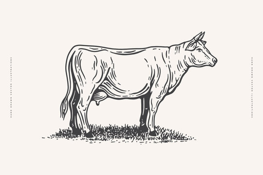 Cow in engraving style on a light background. Design element for animal books, butcher shops, farmers markets. Vector vintage illustration.
