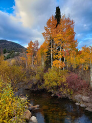 Fototapeta premium Autumn aspens by a clear stream