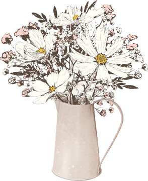 Cosmos Floral Bouquet, pink white flowers, brown leaves in jug vase. Hand Drawn arrangement or decoration. Isolated from background.