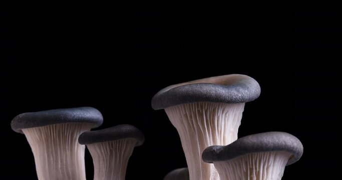 Amazing macro time lapse of mushroom growing, healthy diet gourmet cooking ingredient 