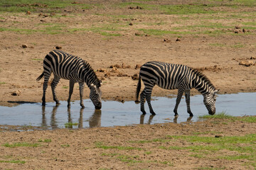 Naklejka premium Zebras Drinking in Tanzania