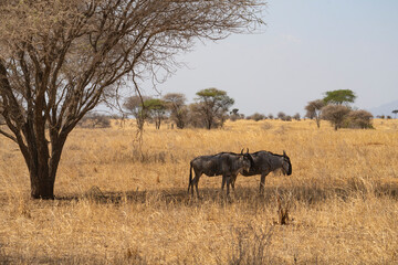 Fototapeta premium Wildebeests in Tanzania