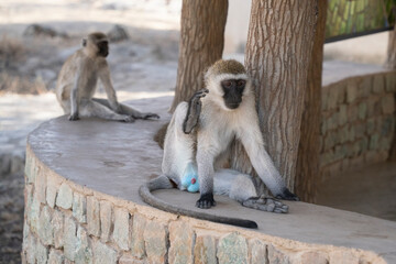 A Vervet Monkey Dominant Male