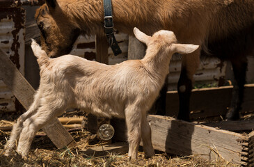 Fototapeta premium Alpine Goat Dairy Animal. Motherhood, the relationship between a mother and a newborn baby goat.