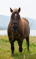 Naklejka na ściany i meble Draft (dray) horse, less often called a carthorse, workhorse. Pasture by a lake in the mountains of Bulgaria.