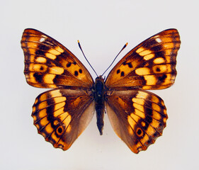 Orange butterfly isolated on white. Euphydryas davidi macro close up, collection butterflies, nymphalidae, insects