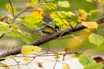 Great tit (Parus Major) at the branch.