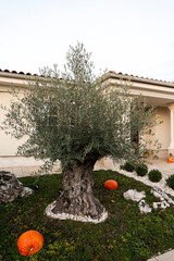 2022 November Slovakia: Old Olive tree in Lozorno
