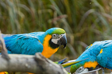 Blue macaw in the Chandigarh bird park