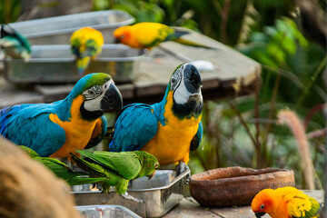 Blue macaw in the Chandigarh bird park