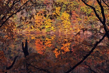 A beautiful water reflection of trees in autumn colors on calm river near Znojmo, Czech republic