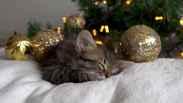christmas Close-up of a kitten dreams, one sleeps and moves his mustache and paws in a dream. Striped domestic sleeping kitten. in a New Year's red hat next to the Christmas tree and New Year's toys