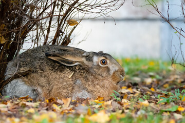 City hare