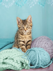 A cute tabby kitten is sitting next to knitted yarn and balls of yarn looking at the camera. Vertical shot from a low angle. Front view.