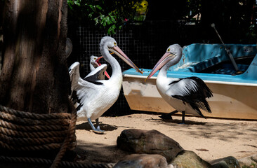 Australian Pelican (Pelecanus conspicillatus)