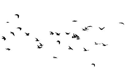 A flock of flying birds. Free birds. Vector illustration