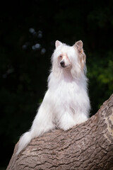 Chinese crested dog posing on the trunk of a tree