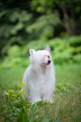 Chinese crested dog stands on green grass