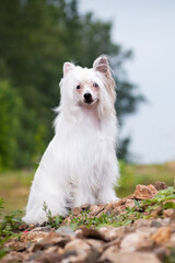 Chinese crested dog stands on stones against the background of nature