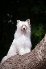 Chinese crested dog poses beautifully on the trunk of a tree