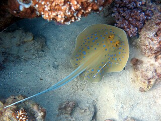 blue spotted sting ray