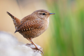 Adorable eurasian wren, troglodytes troglodyte, resting in autumn. Tiny european songbird. Little...