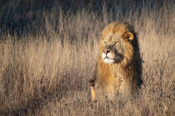 Naklejka na ściany i meble Lion king in grass portrait Wildlife animal