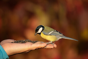 The Great Tit Parus major looking for seeds from a human hand autumn. Colorful songbird interacting with human for food