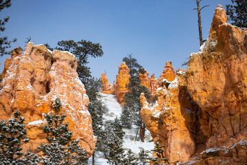 snowy trees and massive rock formations during winter in bryce canyon national park; orange rocks...