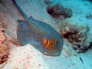 blue spotted sting ray