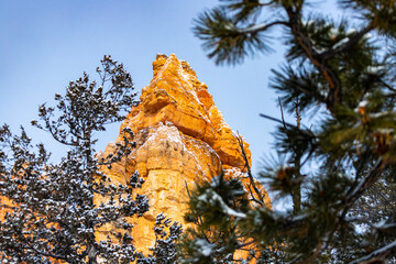snowy trees and massive rock formations during winter in bryce canyon national park; orange rocks...
