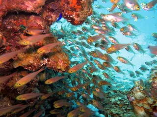 Fototapeta na wymiar red sea glass fish