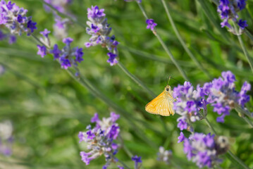 Large Skipper butterfly (Ochlodes sylvanus) perched on lavender plant in Zurich, Switzerland