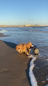 dog in wheelchair plays on the beach