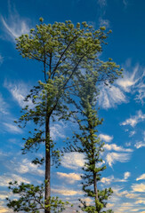 Obraz premium Arbre à Pin à Mo'orea en Polynésie 