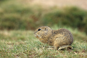 Naklejka na ściany i meble European ground squirrel standing ion the meadow. Spermophilus citellus Wildlife scene from nature. Ground squirrel on meadow