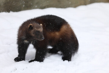 Wolverine in winter.  Wolverine in Finland tajga. Wildlife scene on snow