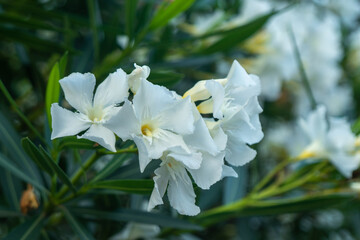 Nerium Oleander, white flowers and foliage