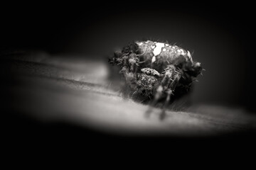 Black and white photography close up of a cross of a spider sitting on a leaf.