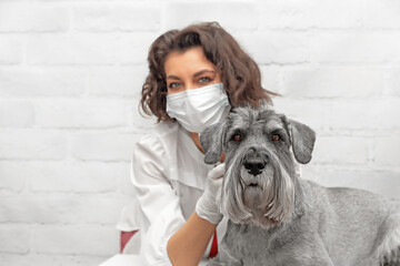 A purebred dog at a vet's appointment at the clinic. Selective focus on the dog. The background is blurred