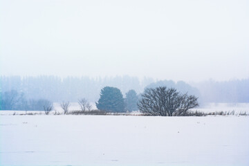 Winter landscape with a lone trees in a field.