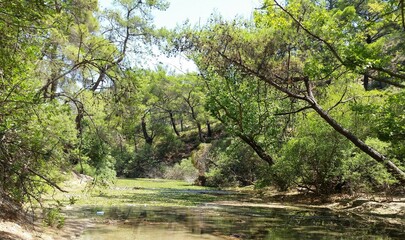 Lush vegetation and tall fresh green trees shade both sides of a stream at rodos in Greece