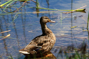 Obraz premium Une canne au bord de l'étang