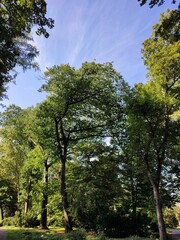 Fototapeta premium Bäume, Natur und Wasser im Stadtpark