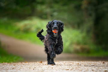 Black Working Cocker Spaniel running up a hill towards the camera with a ball in his mouth